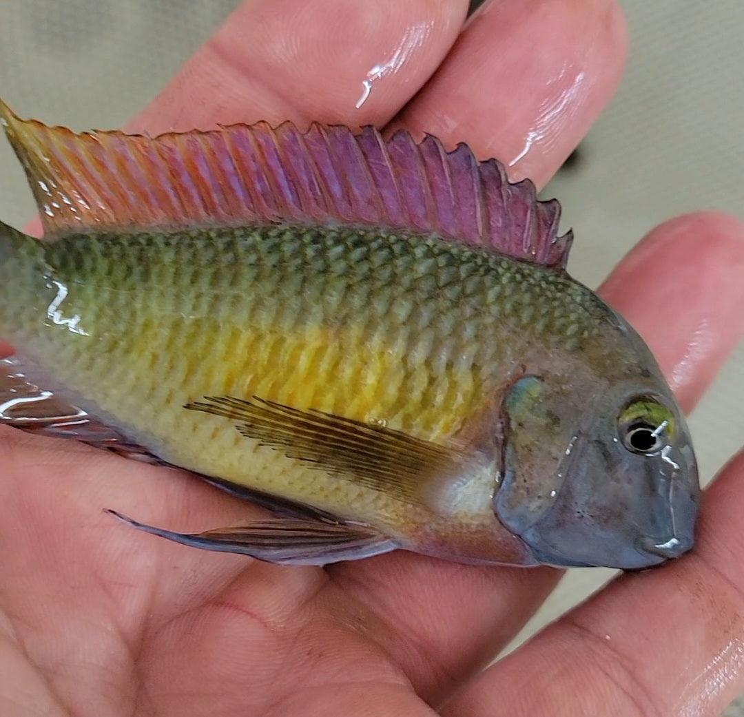 [Wild] Tropheus Moori "Red Rainbow" - Sanctuary Cichlids