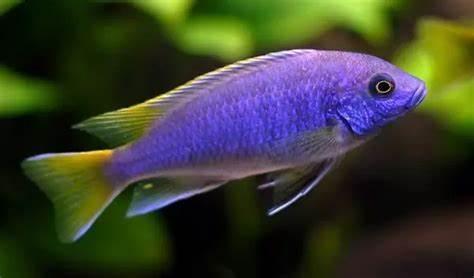 Bright blue and yellowtail fish swimming in aquarium with green plants background