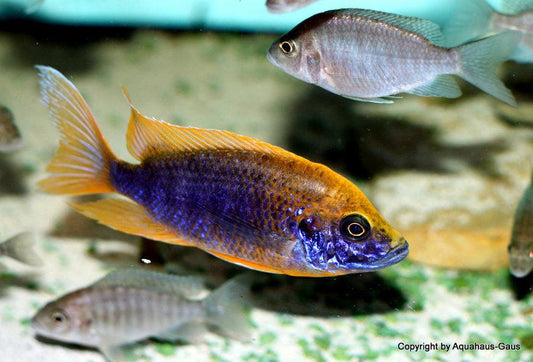 Aulonocara Mamelela Undu "Lemon Jake" - Sanctuary Cichlids