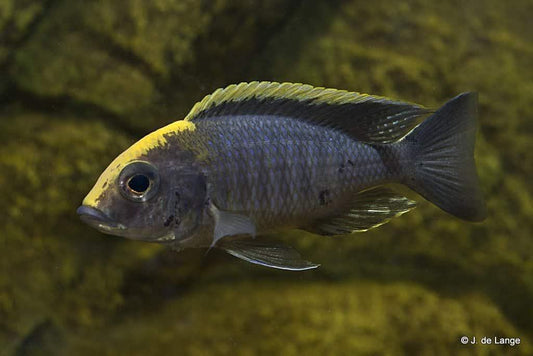 Aulonocara Maylandi "Sulfer Head" - Sanctuary Cichlids