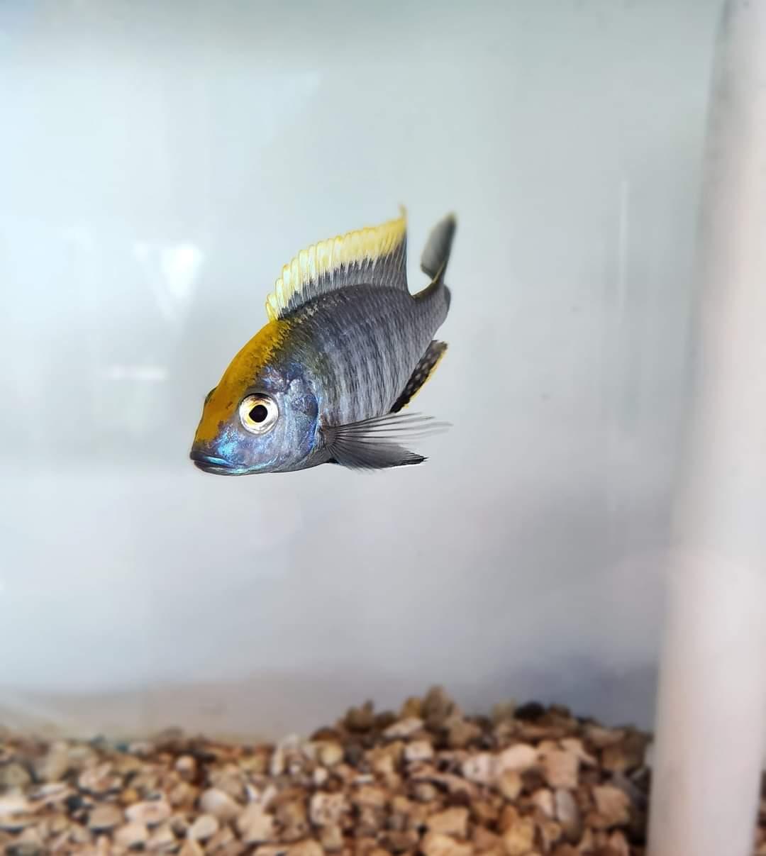 Aulonocara Maylandi "Sulfer Head" - Sanctuary Cichlids