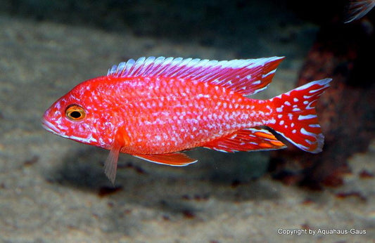 Aulonocara sp. "German Red Fire Fish" - Sanctuary Cichlids