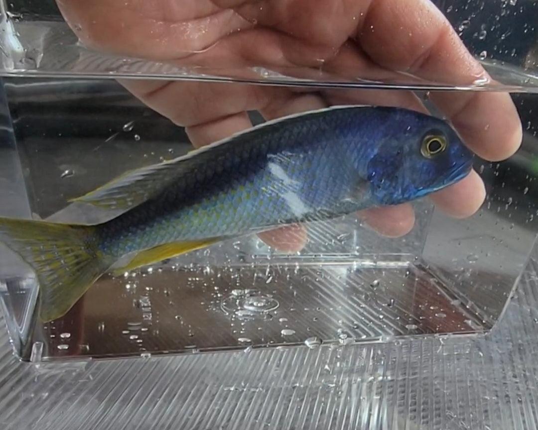 Buccochromis Spectabilis - Sanctuary Cichlids