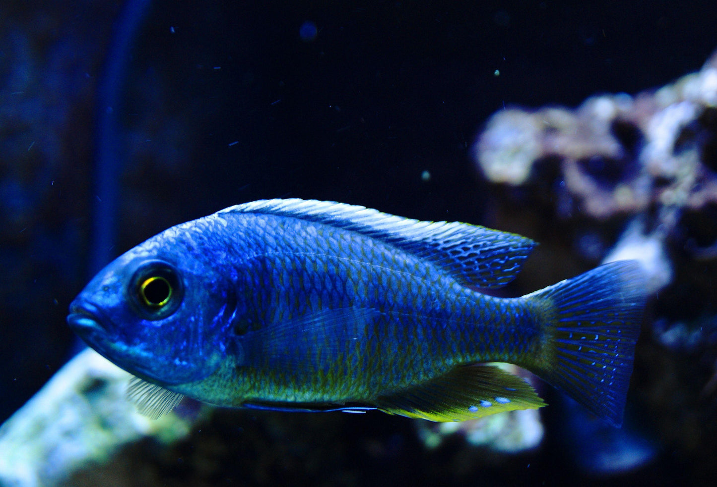 Copadichromis Chrysonotus Mumbo "White Blaze" - Sanctuary Cichlids