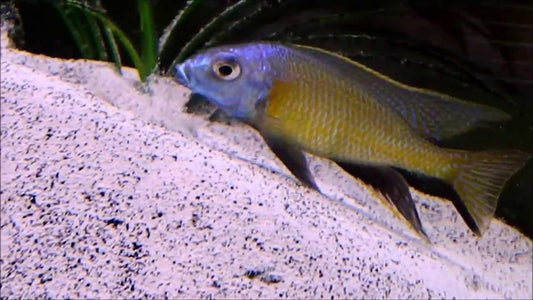 Copadichromis Mchenga Conophoros - Sanctuary Cichlids