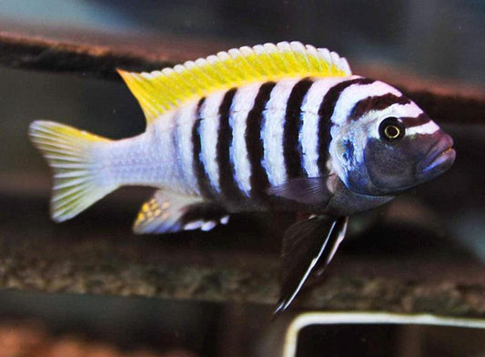 Cynotilapia "Jalo Reef" Afra - Sanctuary Cichlids