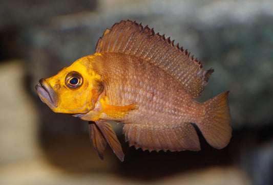 [F1] Altolamprologus Compressiceps Gold Head - Sanctuary Cichlids