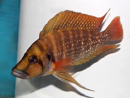 [F1] Altolamprologus Compressiceps Kangunga Red - Sanctuary Cichlids