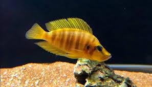 [F1] Altolamprologus Compressiceps Orange - Sanctuary Cichlids