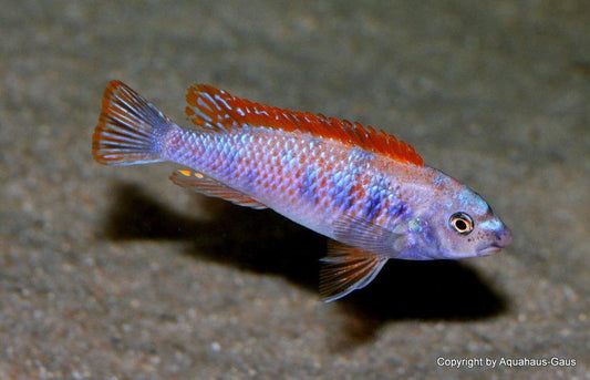 Labeotropheus Trewavasae MC/OB - Sanctuary Cichlids