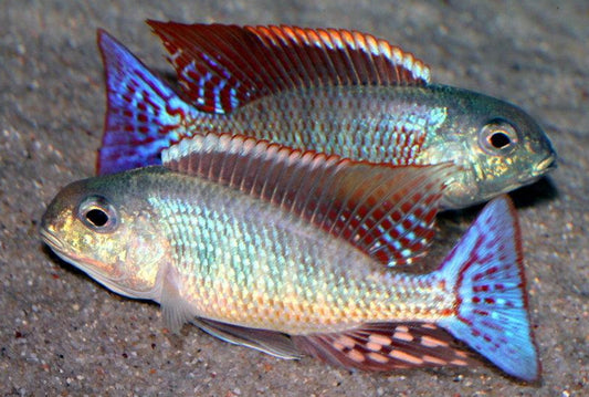 Lenthinops Marginatus "Red Fin" Matema - Sanctuary Cichlids
