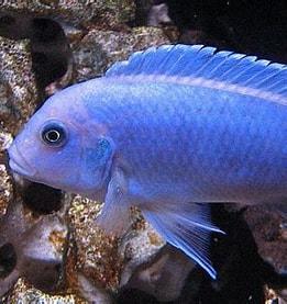 Maylandia Callainos, "Cobalt Blue Zebra" - Sanctuary Cichlids
