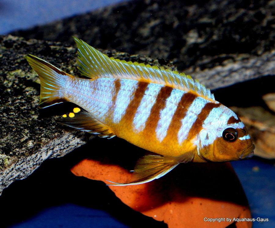 Maylandia sp. "Zebra Long Pelvic" Chesese - Sanctuary Cichlids