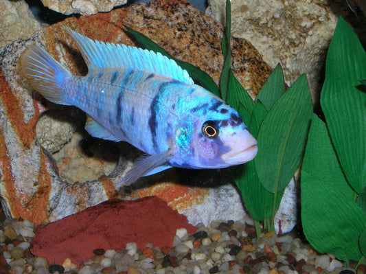 Metriaclima sp. "Blueberry Masinje OB/MC" - Sanctuary Cichlids