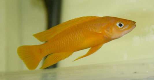 Neolamprologus Leleupi Orange - Sanctuary Cichlids