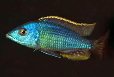Otopharynx Blue Long Nose Nova - Sanctuary Cichlids