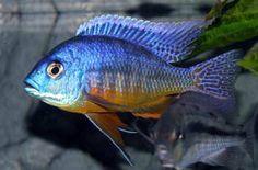 Protomelas sp. Spilonotus Insignis - Sanctuary Cichlids