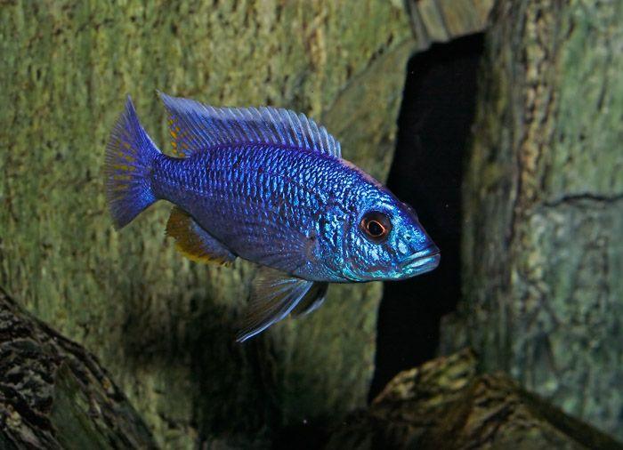 Sciaenochromis Fryeri "Electric Blue Ahli" - Sanctuary Cichlids